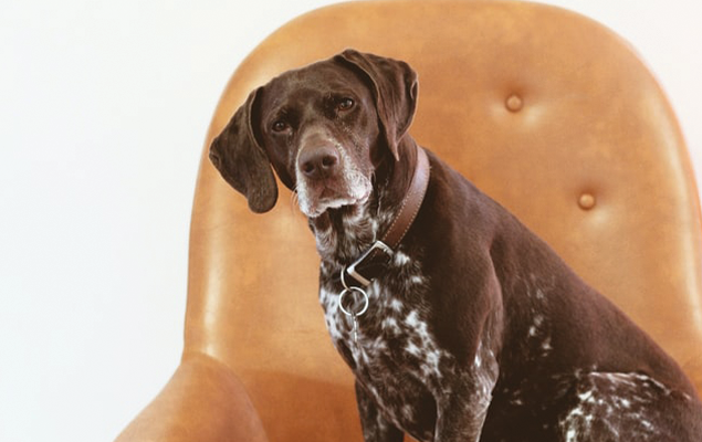 Why Older Pets May Need CBD More Frequently | Steamboat HC