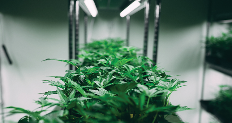 Primary CBD Extraction Methods: A Complete Guide | Steamboat HC