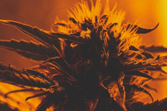 Are CBD Oil and Hemp Oil the Same? Natural Path Botanicals helps define the often confusing world of hemp, cbd, cannabis and marijuana. 