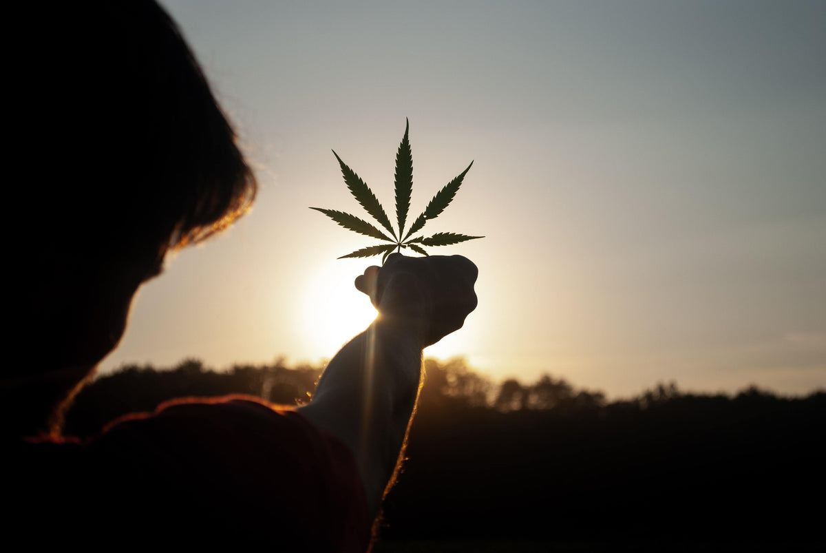 What is Crude CBD Oil? Benefits, Uses, and Extraction Process