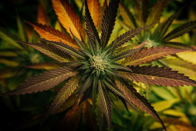 What is THC in regards to hemp oil and CBD oil and the marijuana plant?